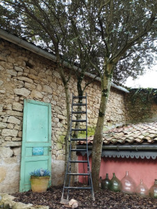 Photo de galerie - Taille et rafraîchissement de ce petit hameau ?