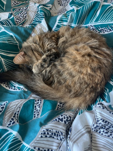 Photo de galerie - Garde des animaux 