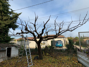 Photo de galerie - Remise en forme d’un fruitier