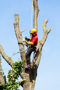 Photo de galerie - Elagage et coupe d'arbres