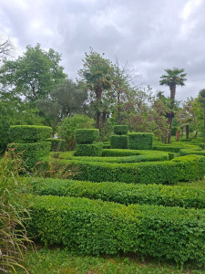 Photo de galerie - Entretien d'un parc de buis