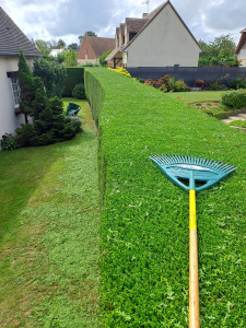 Photo de galerie - Taille de haie 