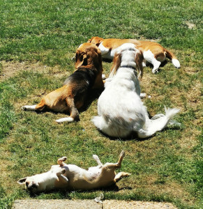 Photo de galerie - Bain de soleil 