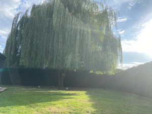 Photo de galerie - Coule sol pleureur 