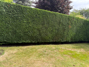 Photo de galerie - Taille de haie 