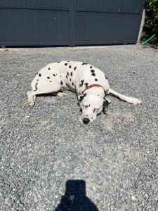 Photo de galerie - Petit bain de soleil pour ce chien gardé pendant une semaine pendant l’absence de sa propriétaire 