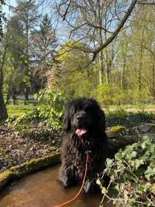 Photo de galerie - Garde chien