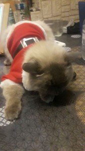 Photo de galerie - Garde chat