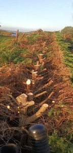 Photo de galerie - Rabaissement de haie 