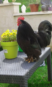 Photo de galerie - Chat chien nac