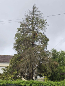 Photo de galerie - Elagage et coupe d'arbres