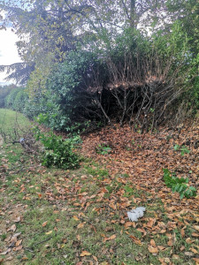 Photo de galerie - Abattage et rabattage 