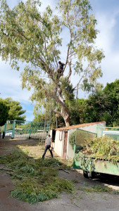 Photo de galerie - Elagage et coupe d'arbres