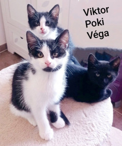 Photo de galerie - Mes protégés en attente d'être adopté sous contrat associatif.