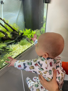 Photo de galerie - Liam 5 mois qui découvre les poissons !