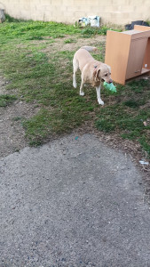 Photo de galerie - Mango beau golden que je garde régulièrement 