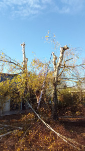 Photo de galerie - Apres etetage 
