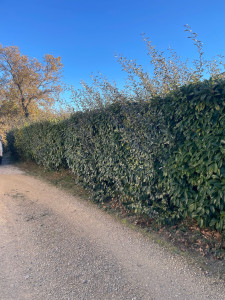 Photo de galerie - Taille de haies et d'arbustes