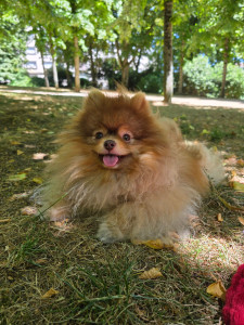 Photo de galerie - Garde animaux 