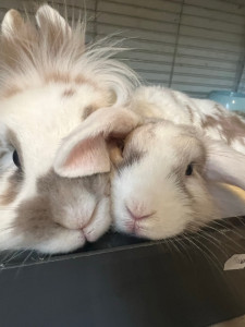 Photo de galerie - Garde de deux petits lapins 