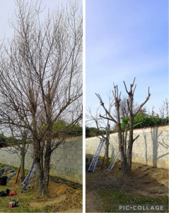 Photo de galerie - Elagage et coupe d'arbres