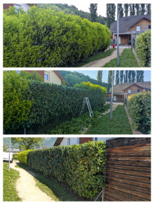 Photo de galerie - Taille de haies et d'arbustes