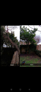 Photo de galerie - Suppression d'un arbre avec évacuation.  