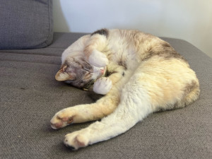 Photo de galerie - Elle dort bien 