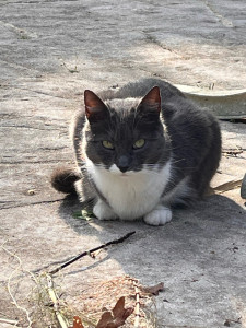 Photo de galerie - Garde chat à domicile 