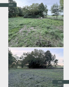 Photo de galerie - Élimination d’un roncier sous ce joli noyer