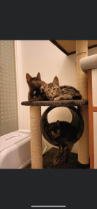 Photo de galerie - Je peux venir m’occuper de vos chats 