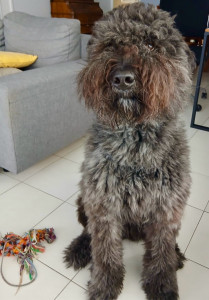 Photo de galerie - Garde animaux