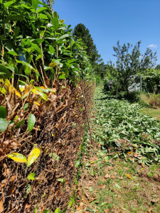 Photo de galerie - Rabattage haie laurier palme