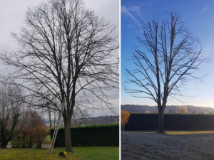 Photo de galerie - Élagage d’arbres avant, et après