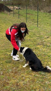 Photo de galerie - Apprentissage des bases à un chien pendant un cours de mon bac 