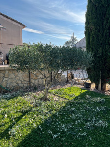 Photo de galerie - Couronnements d’un Olivier 
