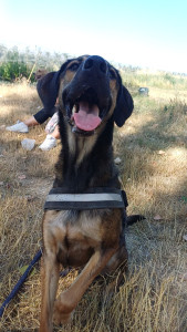 Photo de galerie - Balade de ce loulou pendant mes vacances dans le sud qui est dans une SPA. dont la responsable du site ma demander si je voulais le promener j'ai répondu oui avec plaisir?
le titre balade n'est pas marquer  voilà pourquoi j'ai mis garde de chien