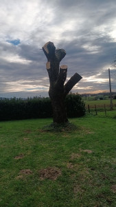 Photo de galerie - Taille saule (a la demande du client)
