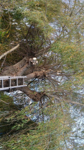 Photo de galerie - élagage 