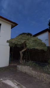 Photo de galerie - Coupe en bansai