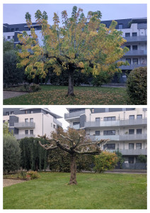 Photo de galerie - Elagage et coupe d'arbres