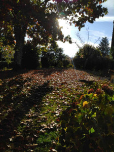 Photo de galerie - Paysagiste - Aménagement du jardin