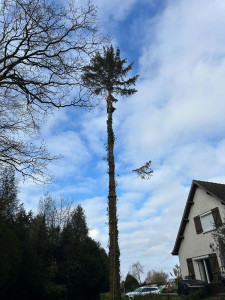 Photo de galerie - Démontage d'un sapin de 15m