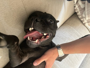 Photo de galerie - Garde de chien sur petite durée 