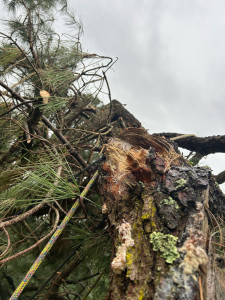Photo de galerie - Taille de branche en suspension sur un pin après une tempête  