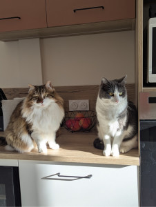 Photo de galerie - Garde chat