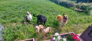 Photo de galerie - ''Petite'' meute ?