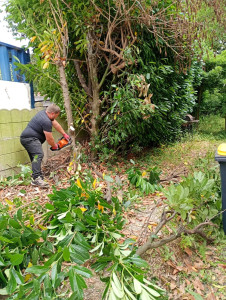 Photo de galerie - Abbatage haie 