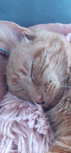 Photo de galerie - Roméo Chat heureux en mode gros dodo 