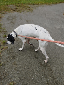 Photo de galerie - Garde chien